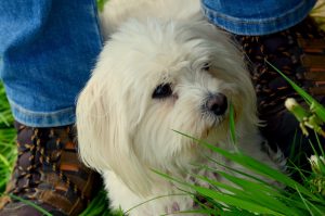 DSC_0265-hund Layla-xxxx_web