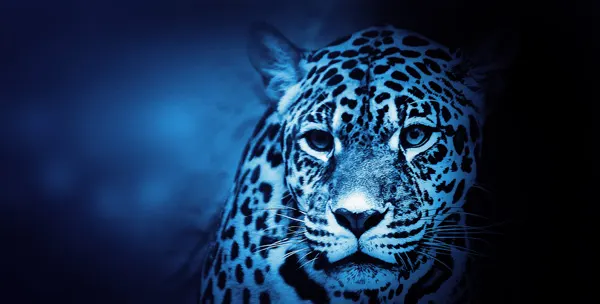 Jaguar - Kolumbien Coachingreise mit Gerardo J. Laempe