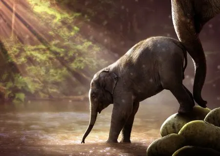 Elephant 2380009 1920