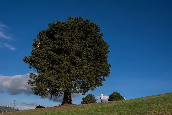 YRP_2135_x_web_Baum