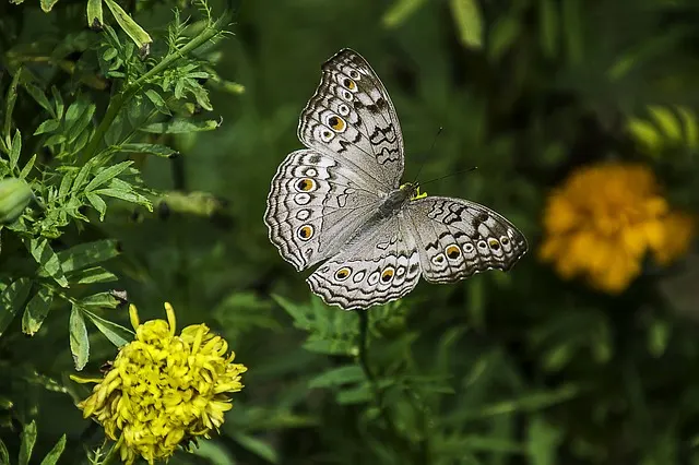 Schmetterling