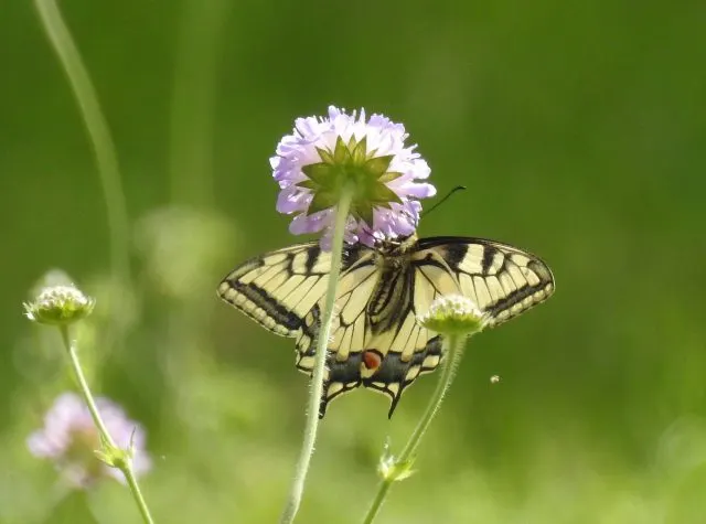 Leichtigkeit - Transformations Coaching mit Gerardo J. Laempe