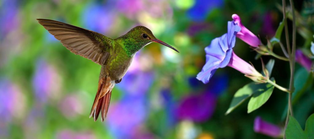 Hummingbird (archilochus colubris) in flight with tropical flowers on colorful background