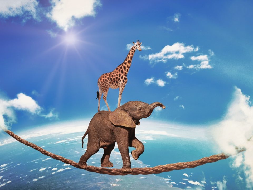 Überwindung von Unsicherheit durch Stärkung des Selbstwerts. Ein Elefant und eine Giraffe balancieren hoch am Himmel auf einem gefährlichen Seil – ein Symbol für das Gleichgewicht und die Überwindung von Ängsten auf dem Weg zum Erfolg. Der junge Unternehmer stärkt sein Selbstwertgefühl und Selbstvertrauen in der anspruchsvollen Geschäftswelt.